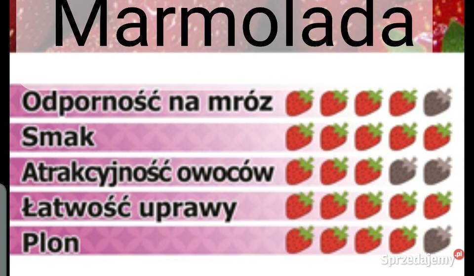 Sadzonki Truskawek Lubraniec Sprzedajemy Pl