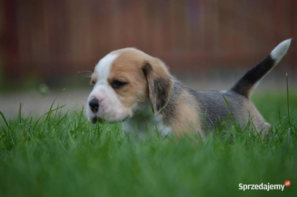 Beagle szczenięta rodowodowe z metryką zkwp Dębowa Sprzedajemy pl