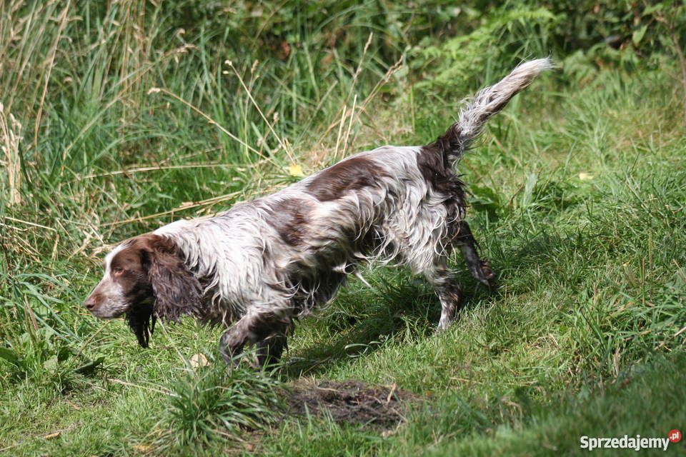 Szczeniaki Polski Spaniel Myśliwski Kadzidłowo Sprzedajemy pl