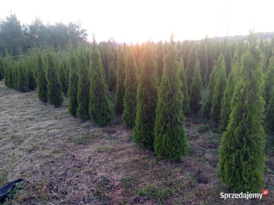 Tuja Szmaragd Szmaragdowa Tuje Thuja Smaragd Gorlice Sprzedajemy Pl