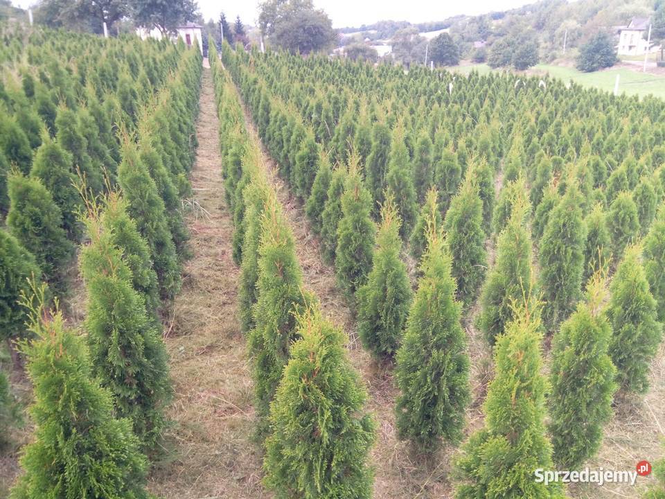 Tuja Szmaragd Szmaragdowa Tuje Thuja Gorlice Sprzedajemy Pl