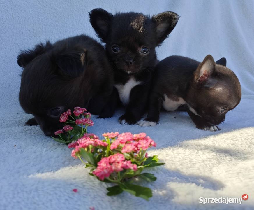 CHIHUAHUA ŚLICZNE DO ODBIORU Drogusza Sprzedajemy pl