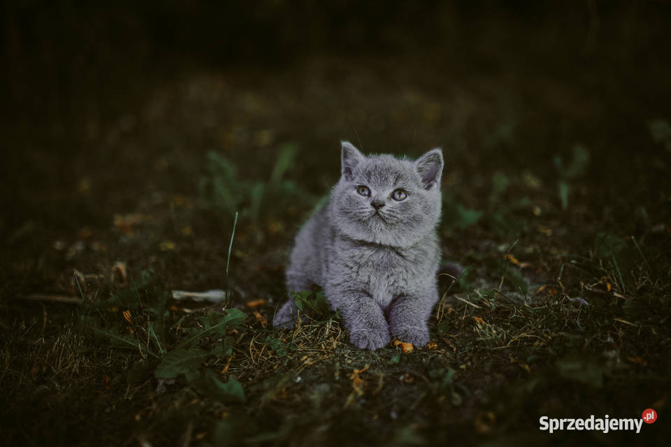 Kot Brytyjski Kr Tkow Osy Pozna Sprzedajemy Pl