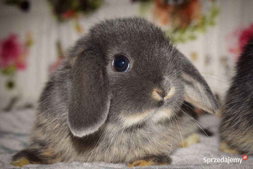 Kr Lik Mini Lop Kr Liczek Kr Liki Baranek Miniaturka Krotoszyn