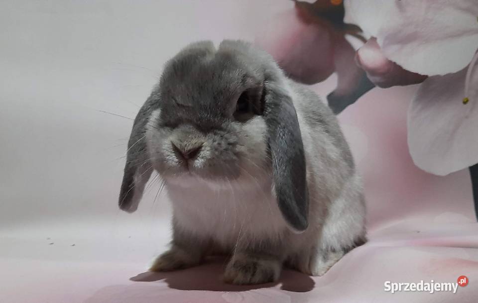 Mini lop królik miniaturowy hodowla zarejestrowana Czchów