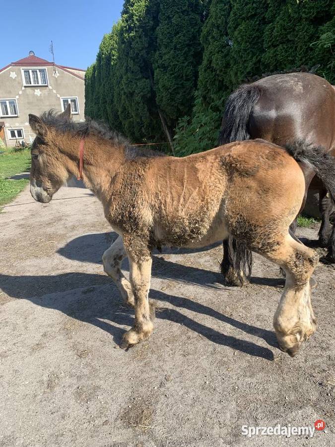 Sprzedam Klacz Zrebna Ze Rebakiem Waniewo Sprzedajemy Pl