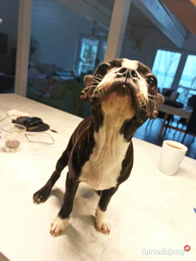 Boston terrier szczenięta Pszczyna