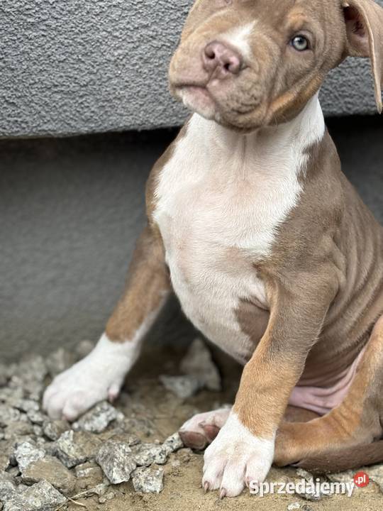American bully xl szczeniak Pozostałe