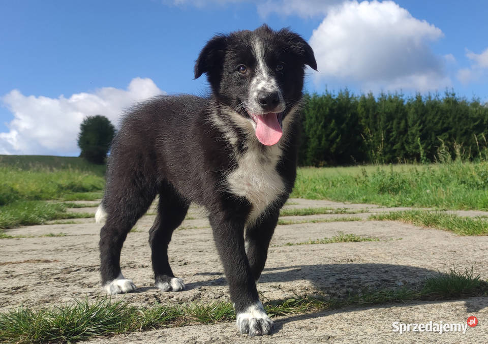 Piękna rasowa suczka BORDER COLLIE z pełną dok podkarpackie Iwonicz sprzedam
