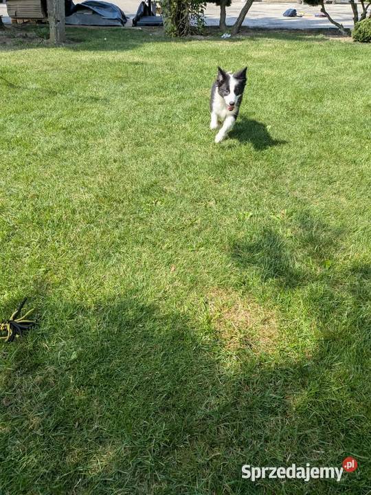 Border collie suczkaRodzice przebadani Owczarek Szczaworyż