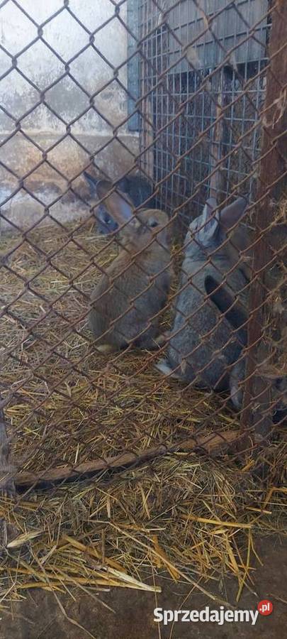 Króliki hodowlane śląskie Dąbrowa Górnicza