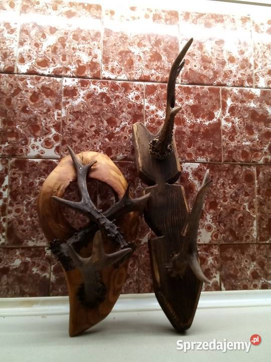 Wieszak z poroża Leżajsk sprzedam
