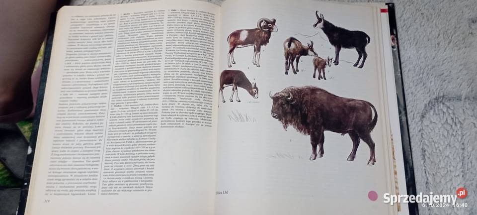 Świat Zwierząt Częstochowa