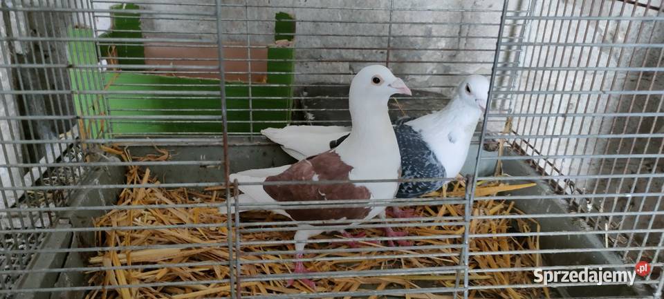 Samce slonskie tarczowe Tokarówka