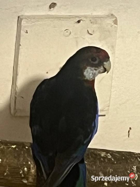 Papugi RozellaI Rzgów