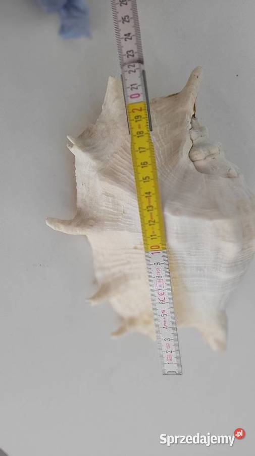 Duża muszla Ciechanowiec