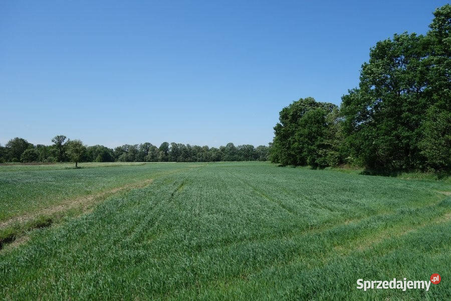 Skoczów Ochaby 57ar rolna pod lasem z pięknym