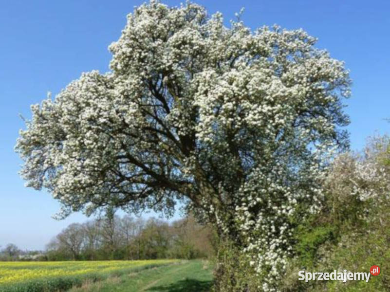 GRUSZA POSPOLITA POLNA Pyrus pyraster NASIONA Lubanie sprzedam
