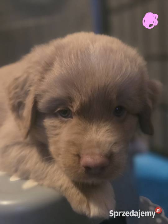 Nova Scotia Duck Tolling Retriever Pruszcz Gdański