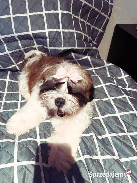 Shih Tzu FCi Tuchów