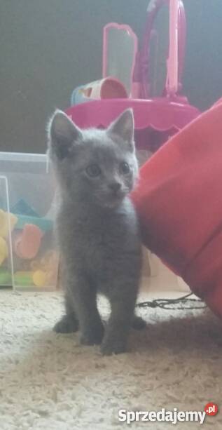 kot brytyjski bez rodowodu Kocurek Zwierzęta Legionowo