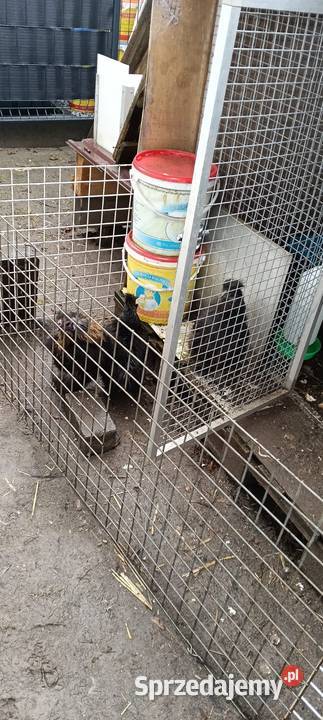 Bernardy Czarnoglowe śląskie