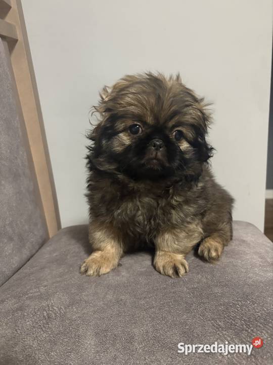 Suczka pekińczyk mazowieckie Lipsko sprzedam