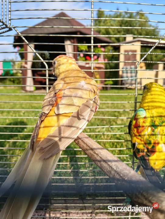 Świergoty para lęgowa piękne kolory Ptaki Brzeziny sprzedam
