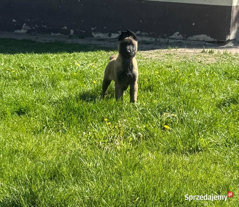 Owczarek Belgijski Malinois Owczarek lubelskie Łęczna