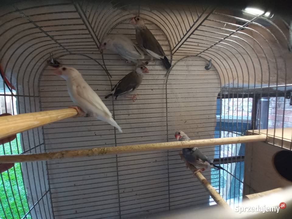 Papugi nierozłączkiryżowce siwe 2025 obrączka