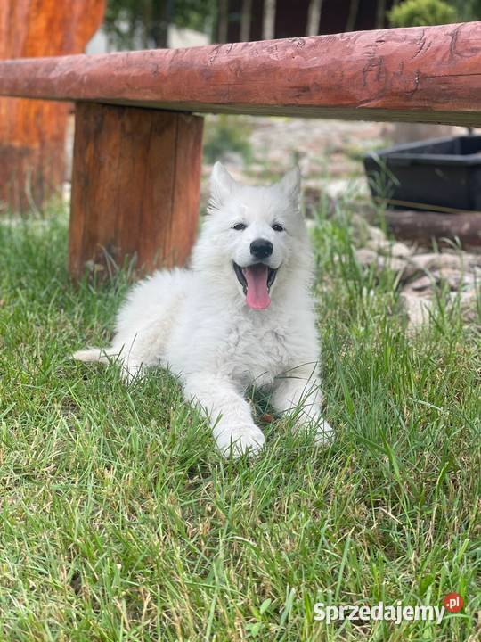 Owczarek Szwajcarski długowlosy Psy Mogilno