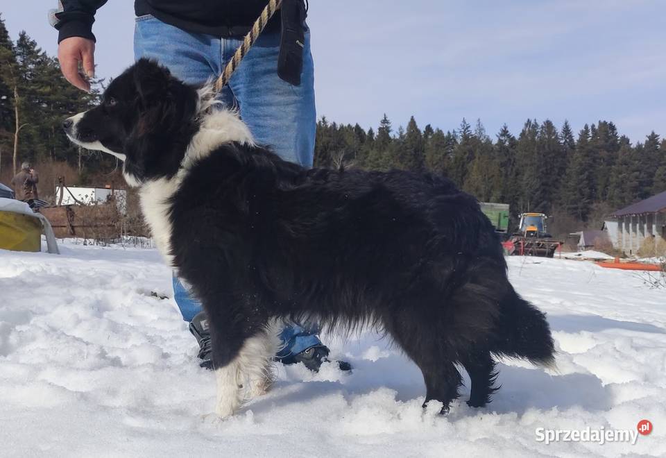 BORDER COLLIE z Hodowli Rasowy pies z pełną dok Iwonicz