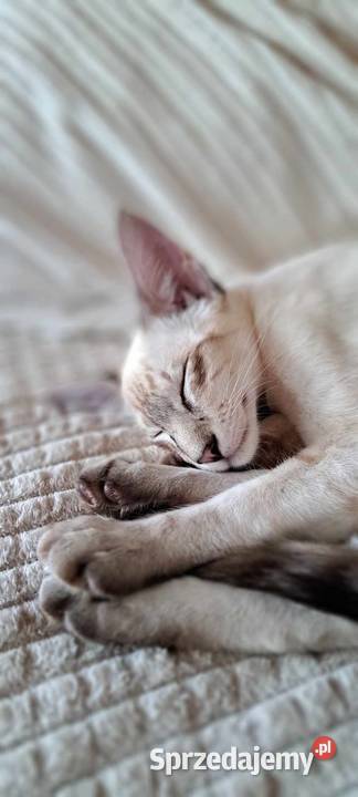 Zapowiedź miotu rasowych kociąt Balijskich z Gdańsk