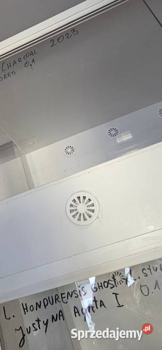 Lancetoglow samica Koszalin