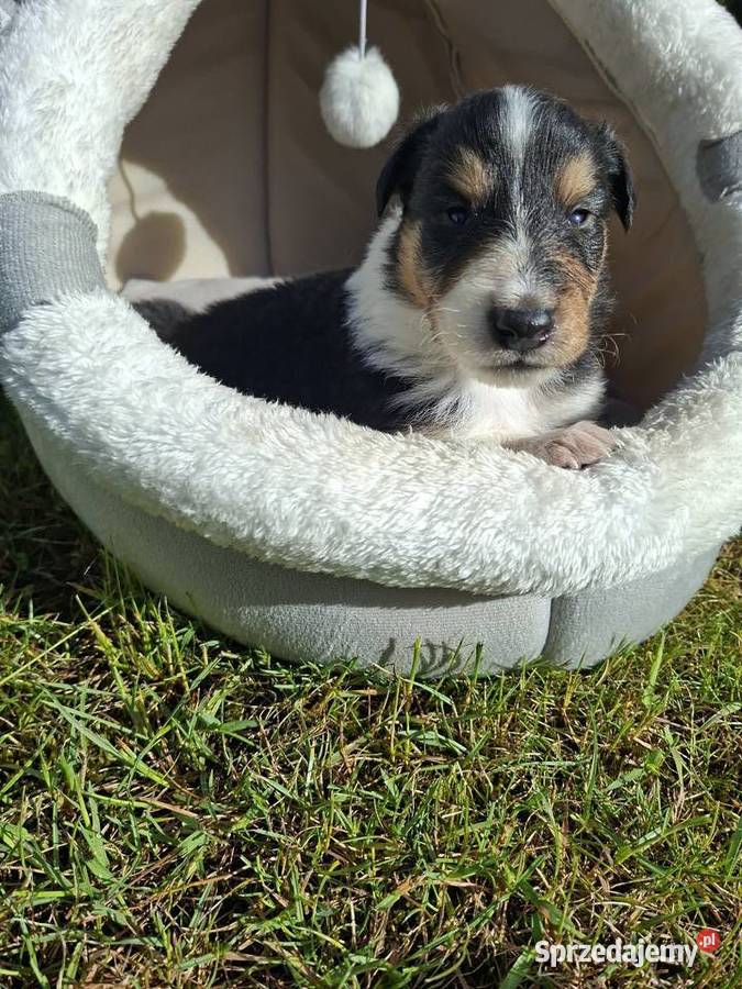 Owczarek Szkocki Collie Szczeniaki