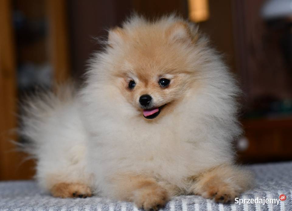 Szpic miniaturowy pomeranian piesek łódzkie Łódź