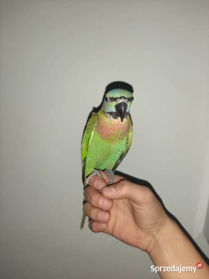 Oswojona papuga aleksandretta różowopierśną Malbork sprzedam