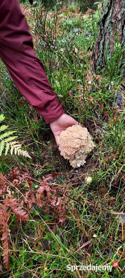 Siedzuń sosnowy suszony