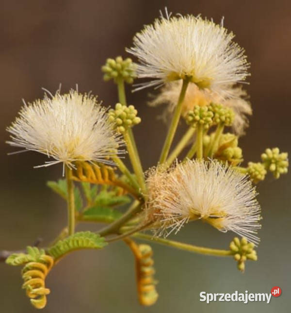 ALBICJA AMARA Albizia amara NASIONA 100g Nasiona Lubanie