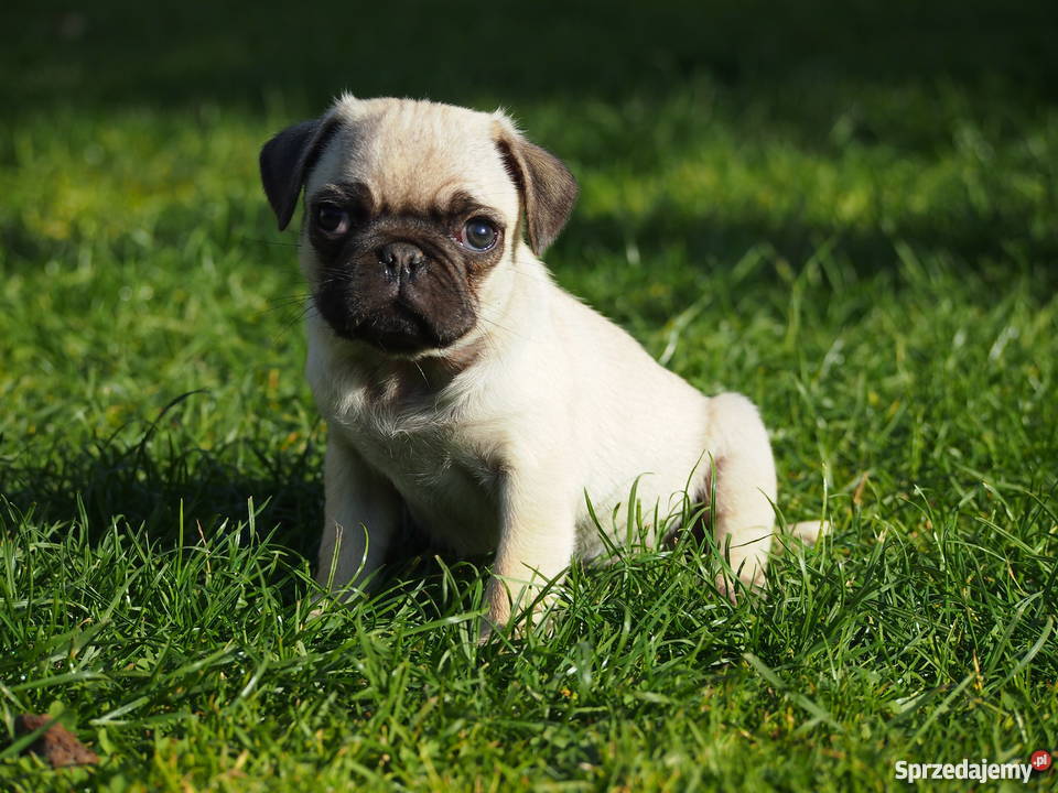 Mopsik suczka łódzkie