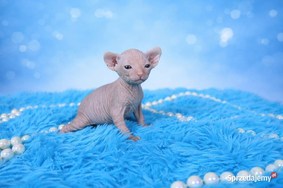 Sfinks kanadyjsky Grodzisk Mazowiecki