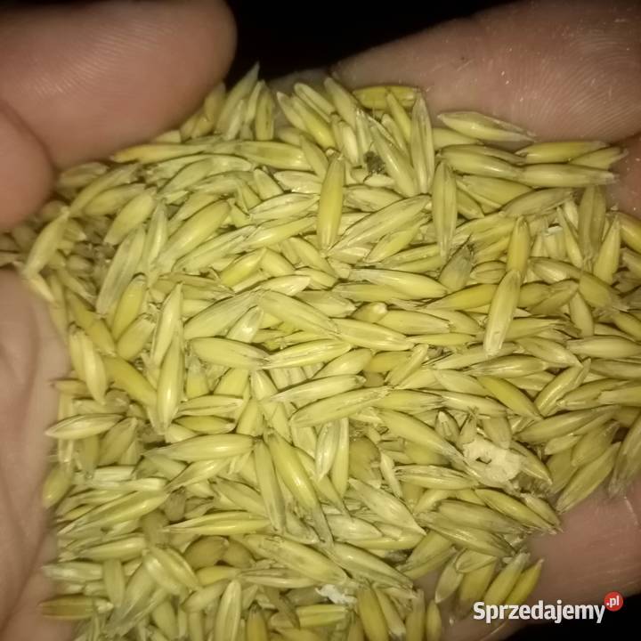 Owies Zboża Potok Mały