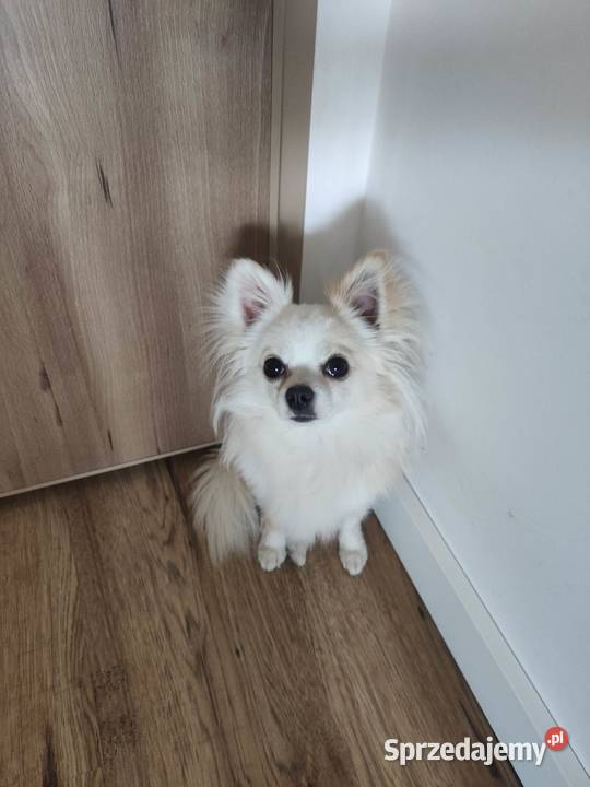Chihuahua krycie