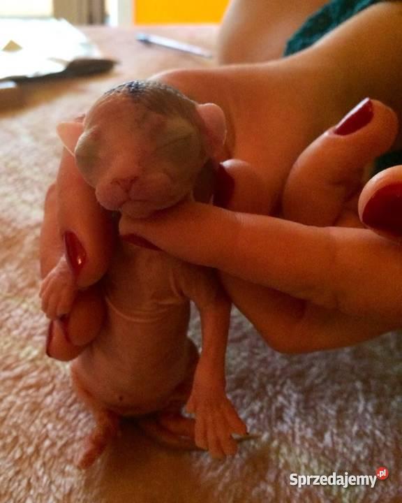 Kocięta SPHYNX CANADIAN EUROPA CHAMPIONIE