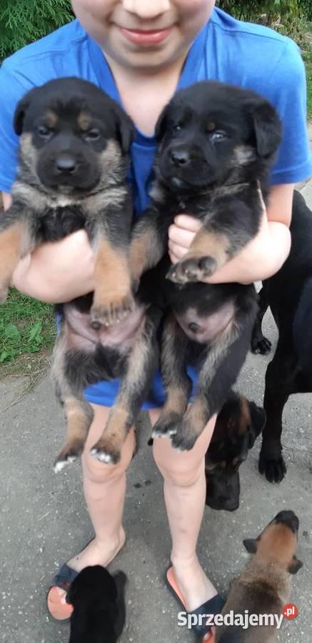 Szczeniaczki owczarku i cane corso