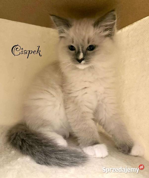 Kocurki Ragdoll czekają na nowych właścicieli Ragdoll mazowieckie