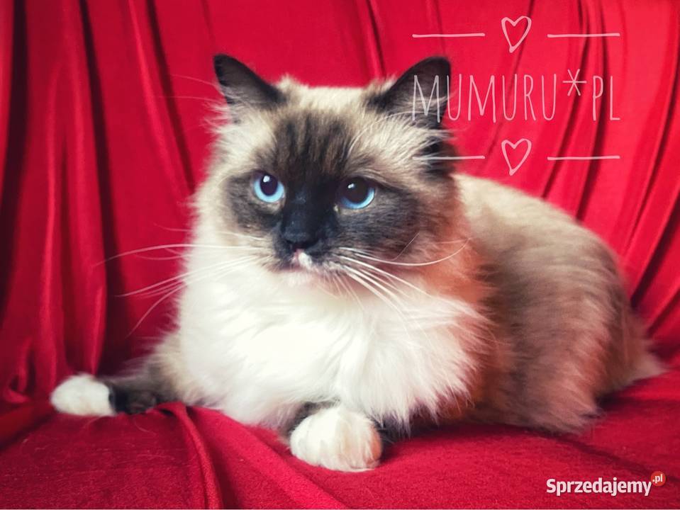 ragdoll wyjątkowy kocur hodowla FPL rodowód