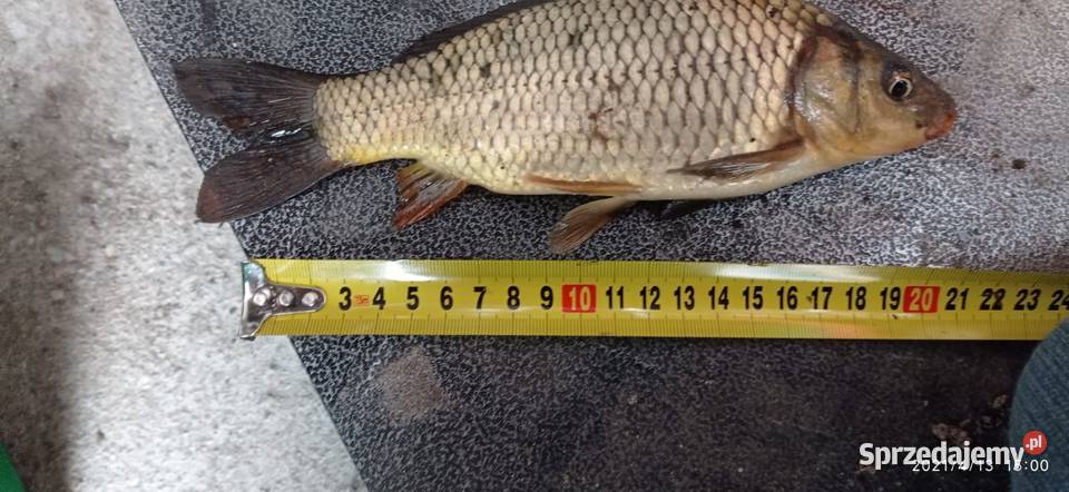 Kroczki karp sazan 1525 mazowieckie Wierzbno sprzedam