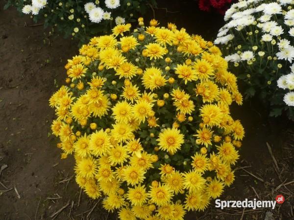 Chryzantemy Doniczkowe Drobnokwiatowe Kraków Niepołomice