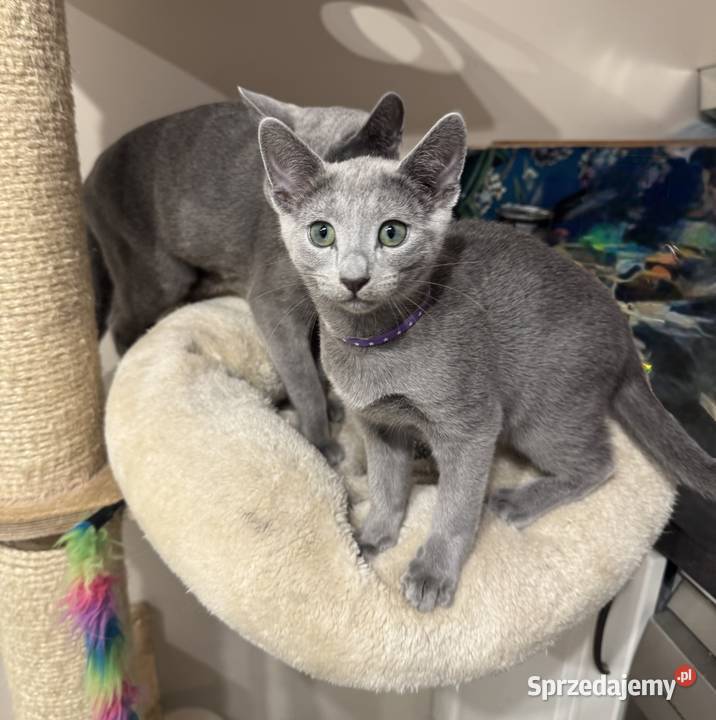 Kocięta rosyjskie niebieskie Gniezno